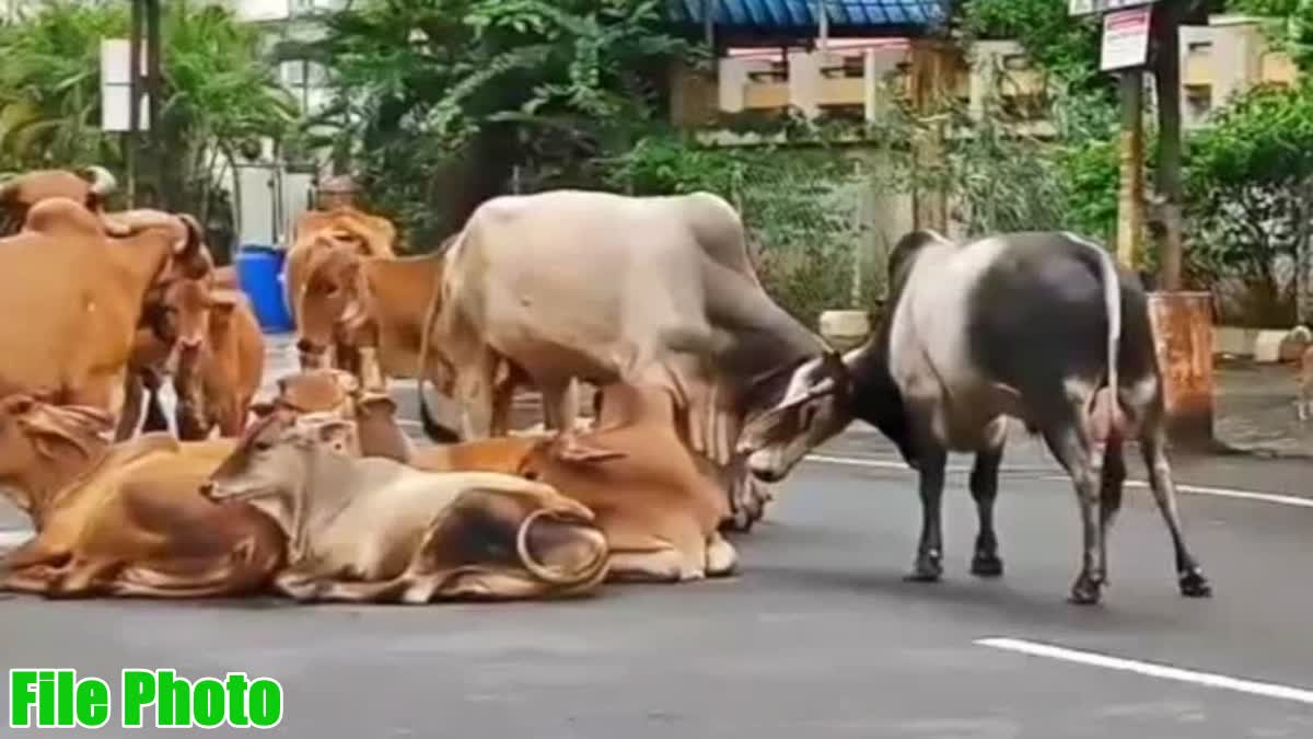 રખડતા ઢોરનો ત્રાસ રાજકોટમાં વકર્યો