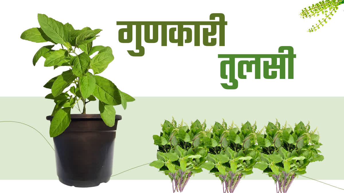 what is home uses of tulsi