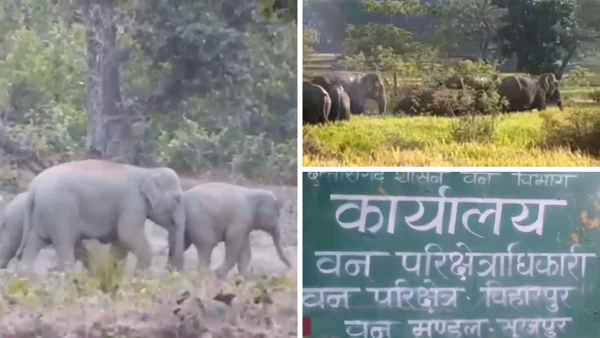 Elephant Attack in Surajpur