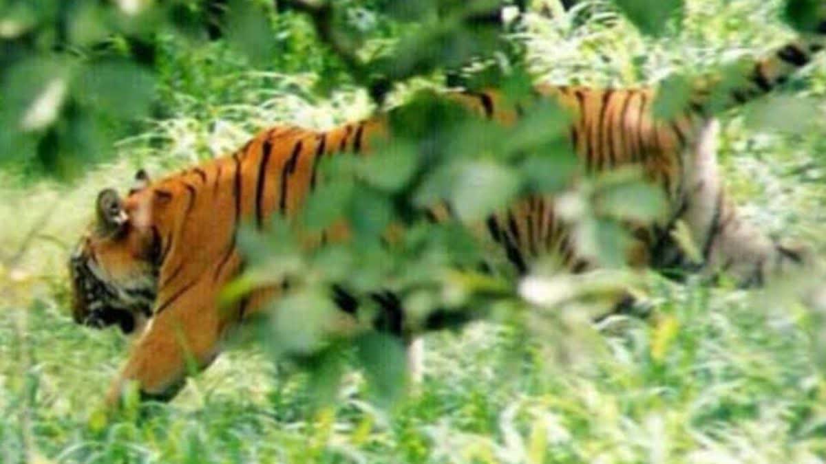 Tiger attacks young man in Manendragarh