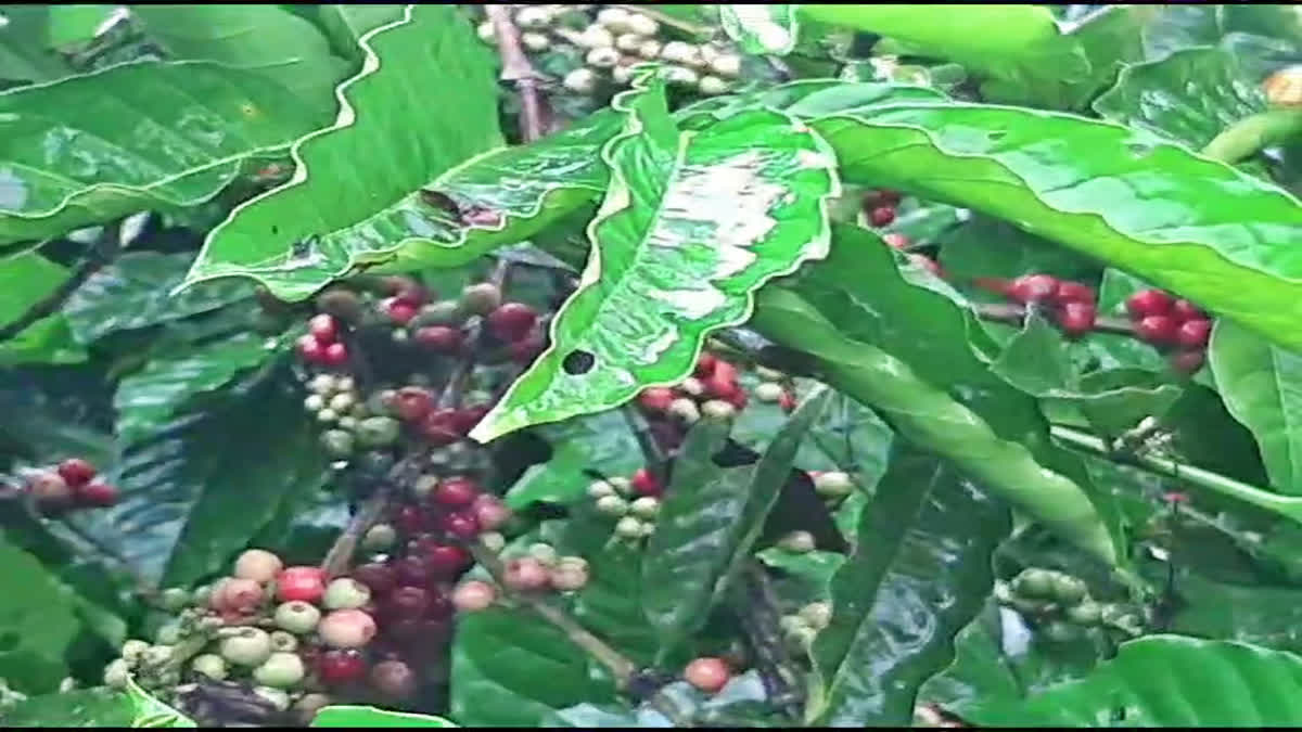 Coffee crop destroyed by untimely rains