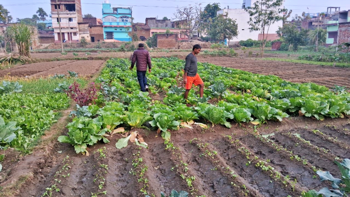 विदेशी सब्जियों की खेती