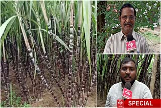 sugarcane farmers request the tn govt for direct procurement of sugarcane