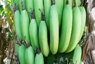 Banana crop in Burhanpur ecofriendly product