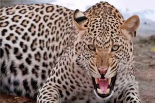 Leopard Attack in Shimla