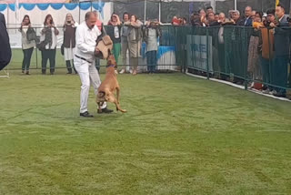 Kennel Club Championship Dog Show 2024 started