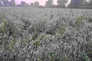 Unseasonal rains in Buldhana district