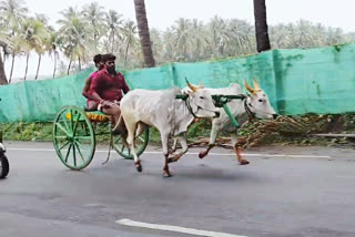 Double Bullock Cart race in theni