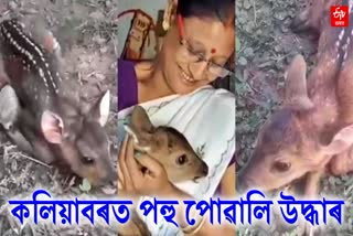 baby deer rescued at kaliabor