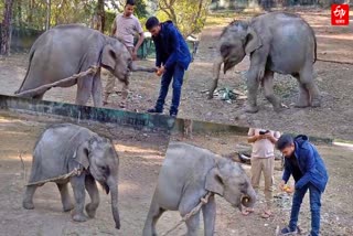 rescued elephant cub shifted to manas national park