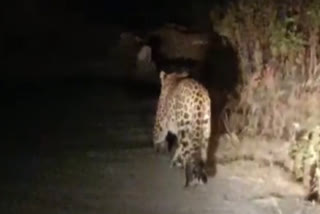 Leopard in Roorkee