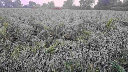 Unseasonal rains in Buldhana district