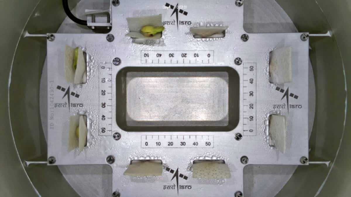 cowpea seeds germinate in space