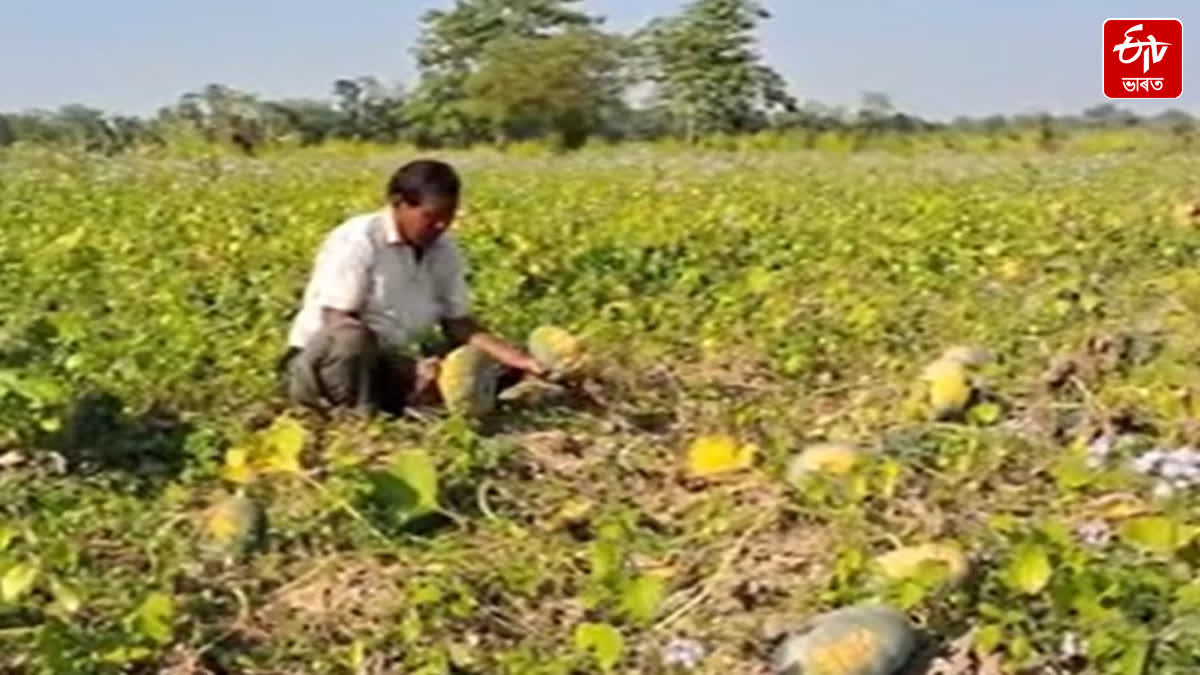 Retired teacher create green revolution at Khuwang in Dibrugarh