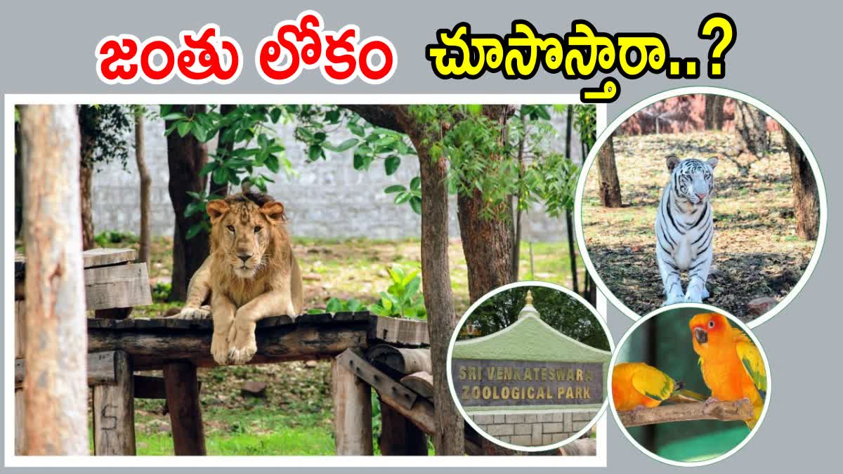 Sri Venkateshwara Zoological Park Tirupati