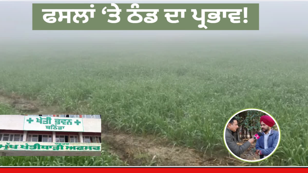 Cold has affected human life badly but cold is proving to be beneficial for various crops