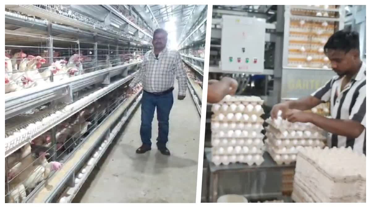 Poultry Farm Businessman Birbal