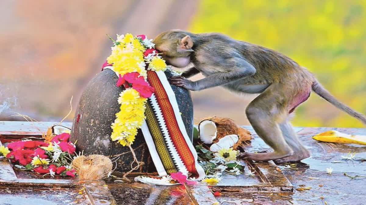 How To Do Shiva Linga Abhishekam