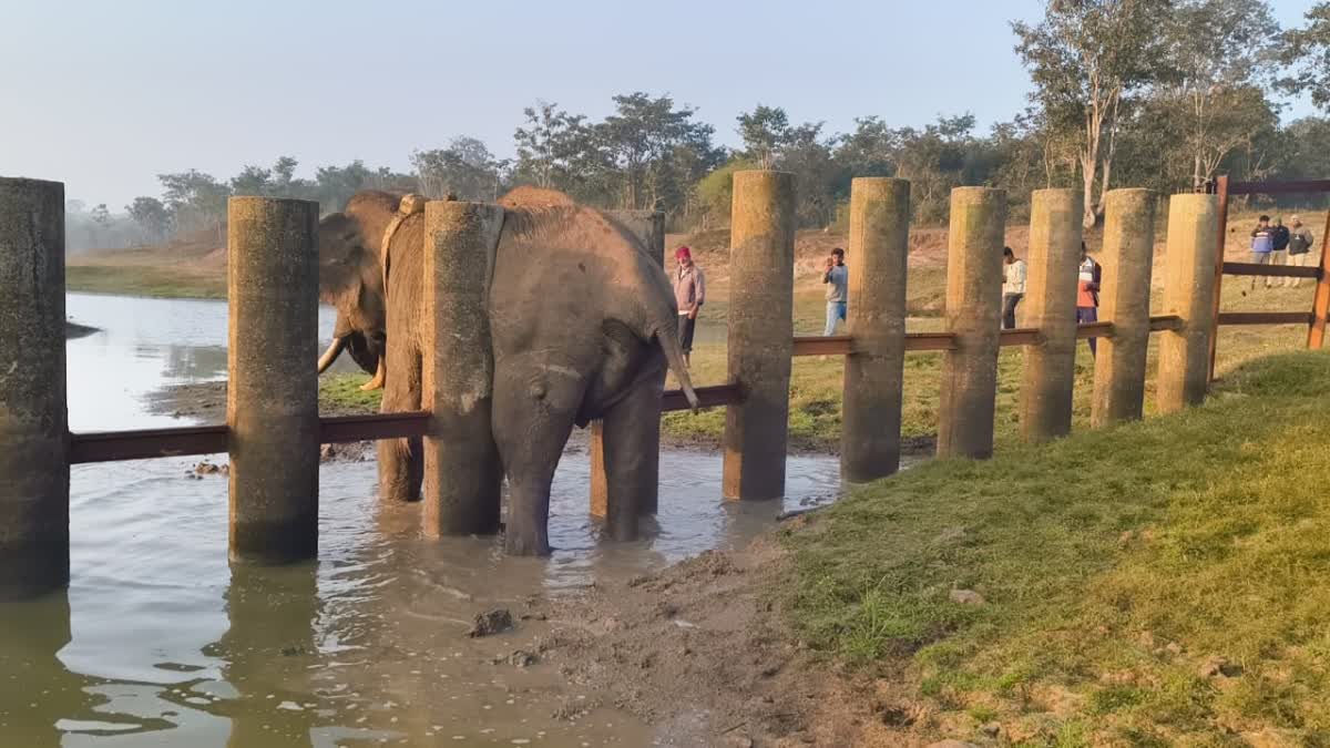 wild elephant rescued after stuck between railway barricade in mysore karnataka