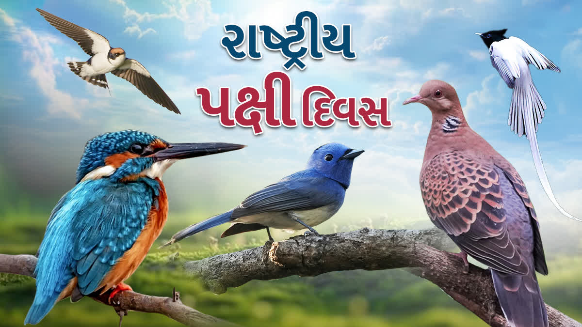 શિયાળા દરમિયાન વિદેશમાંથી 8 થી 10 લાખ વિદેશી પક્ષીઓ ગુજરાત આવે છે