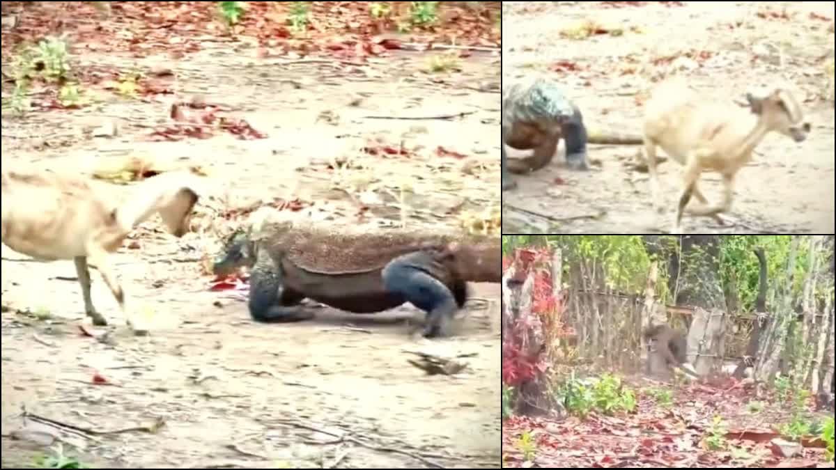 Goat defeats Komodo dragon