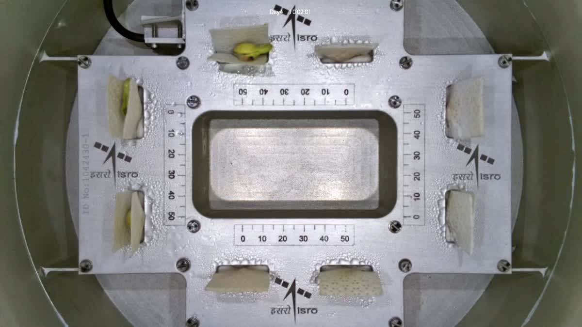 Cowpea Seeds Germinate in Space