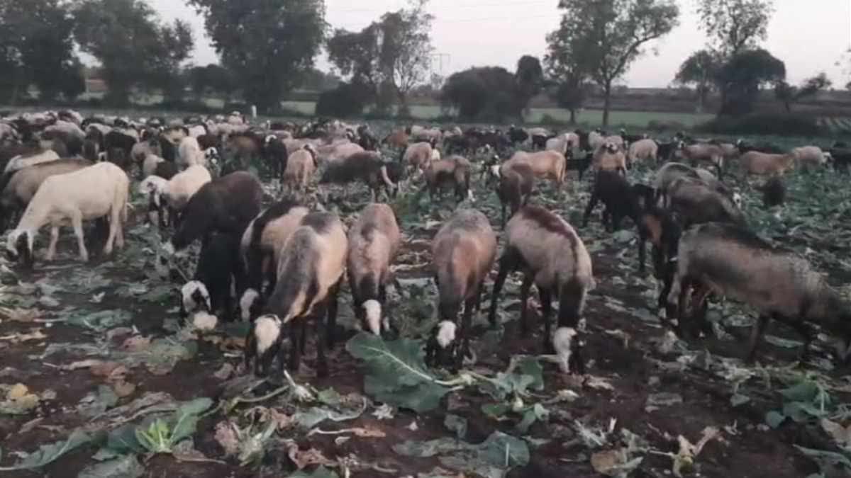 BARWANI CATTLE FEEDING Cauliflower CROP