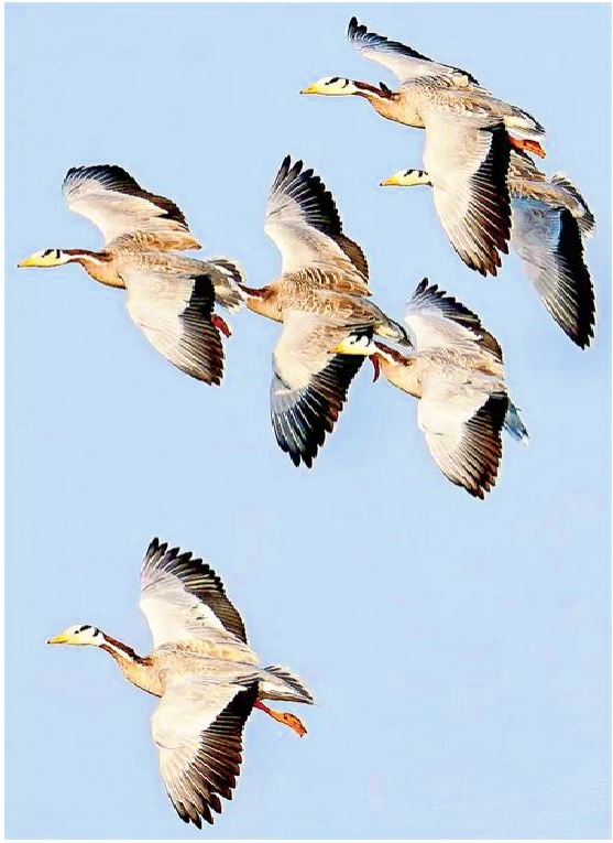 Special Story on National Birds Day