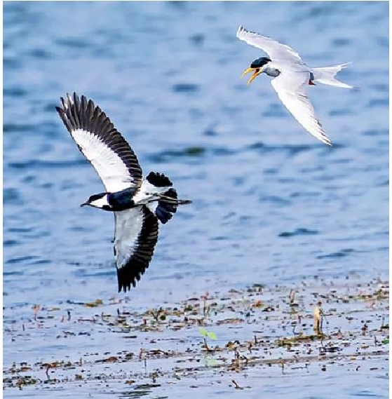 Special Story on National Birds Day