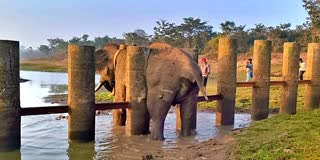 WILD ELEPHANT STUCK IN BARRICADE  MYSURU  ELEPHANT VIDEO  ಕಾಡಾನೆ