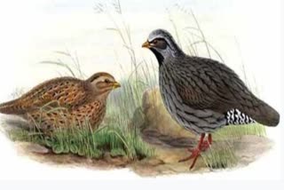 The Himalayan quail has not been spotted for over 150 years