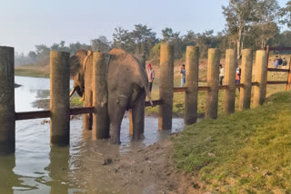 Wild Elephant Trapped Between Barricade Fence Rescued After 3 Hours In Mysuru