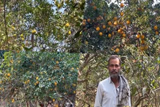 gardening in Latehar