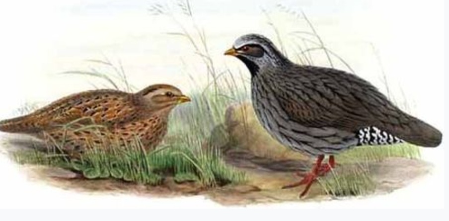 Himalayan Quail Bird