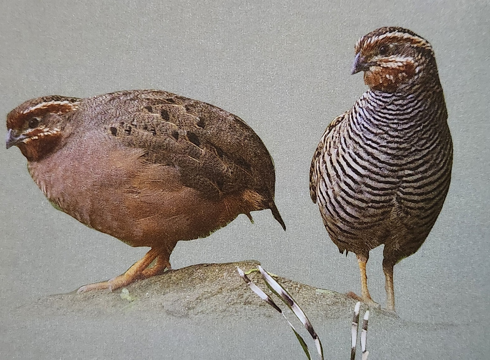 Himalayan Quail Bird