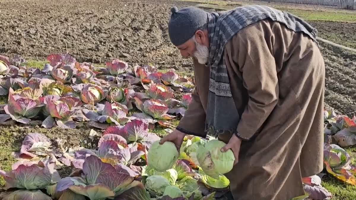 Bashir Ahmed, a farmer working at his polyhouse at Bangund village of Pulwama