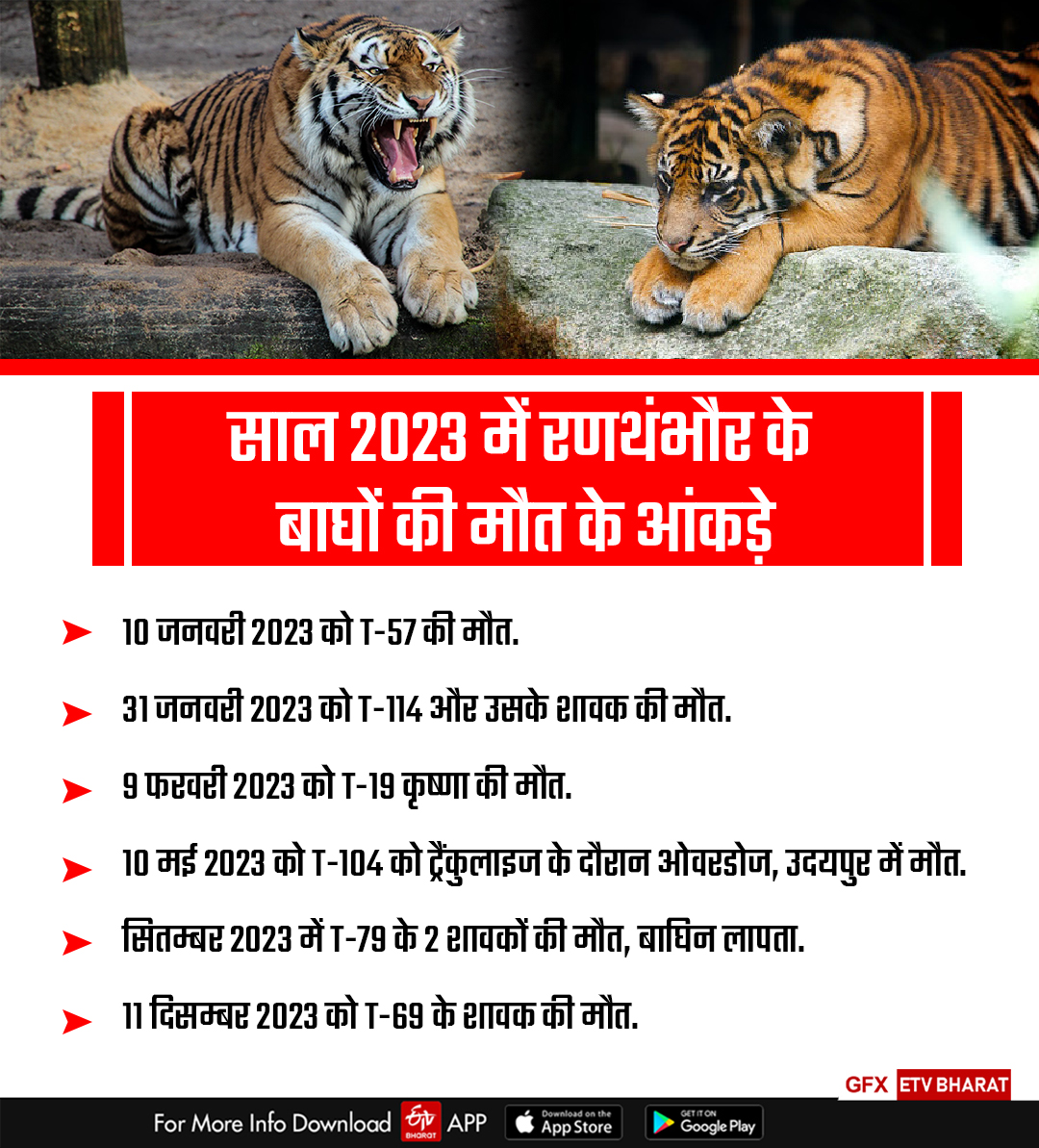 Death of tigers in Ranthambore