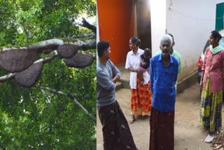 ഭീഷണിയായി കടന്നൽ കൂട്ടം  Swarm of wasps as a threat  A swarm of honeybees as a threat  കടന്നൽ കൂട്ടം