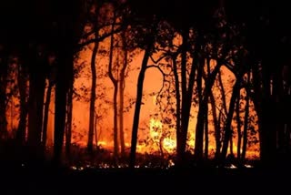 Chile Forest Fire