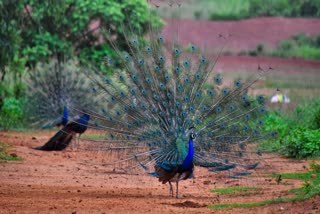 Suspicious death of peacocks