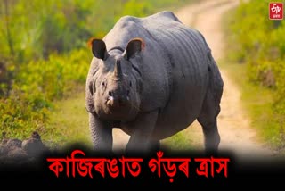 rhino attack in Kaziranga