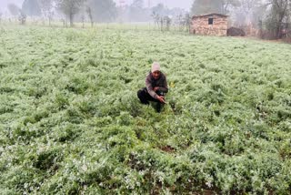 shivpuri heavy rain