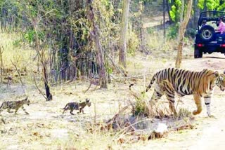 bandhavgarh park tigers cubs