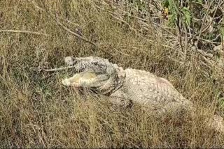 maihar 5 feet crocodile found