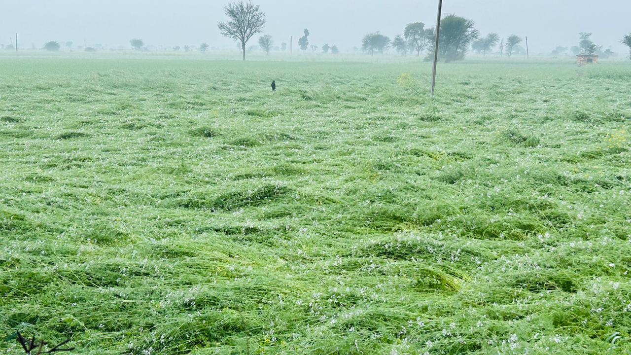 shivpuri heavy rain