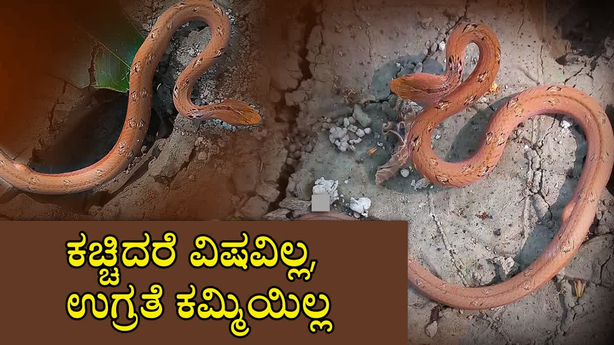 LYING SNAKE