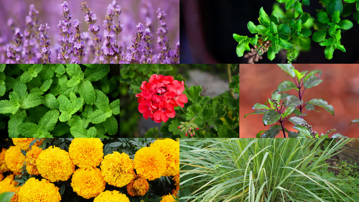 natural way to repel mosquitoes  കൊതുക് ശല്യം നിയന്ത്രിക്കാം  mosquito prevention methods  how to grow Geranium