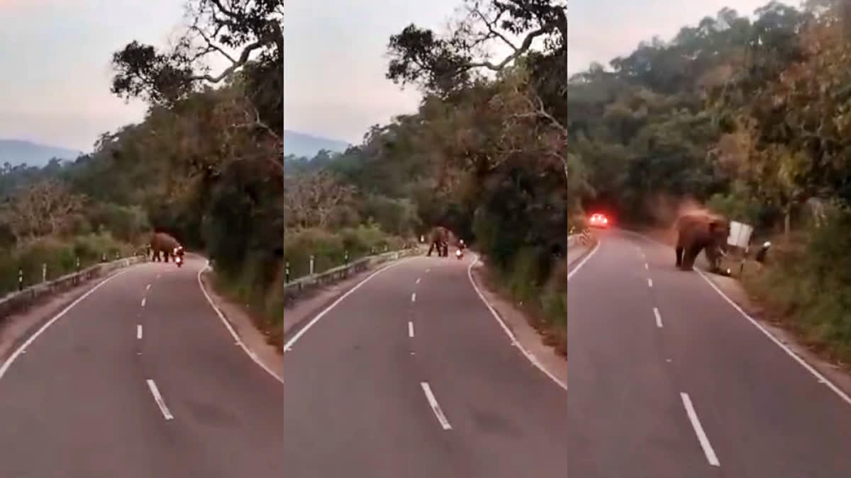 A video clip of a wild elephant tossing and throwing away a German tourist on a ghat road in the tiger valley near Valparai has gone viral and he died due to injuries suffered in the attack.