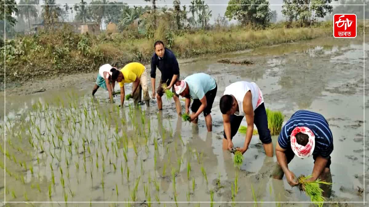 Raijor Dal spokesperson Mehboob Muktar is busy in the paddy fields