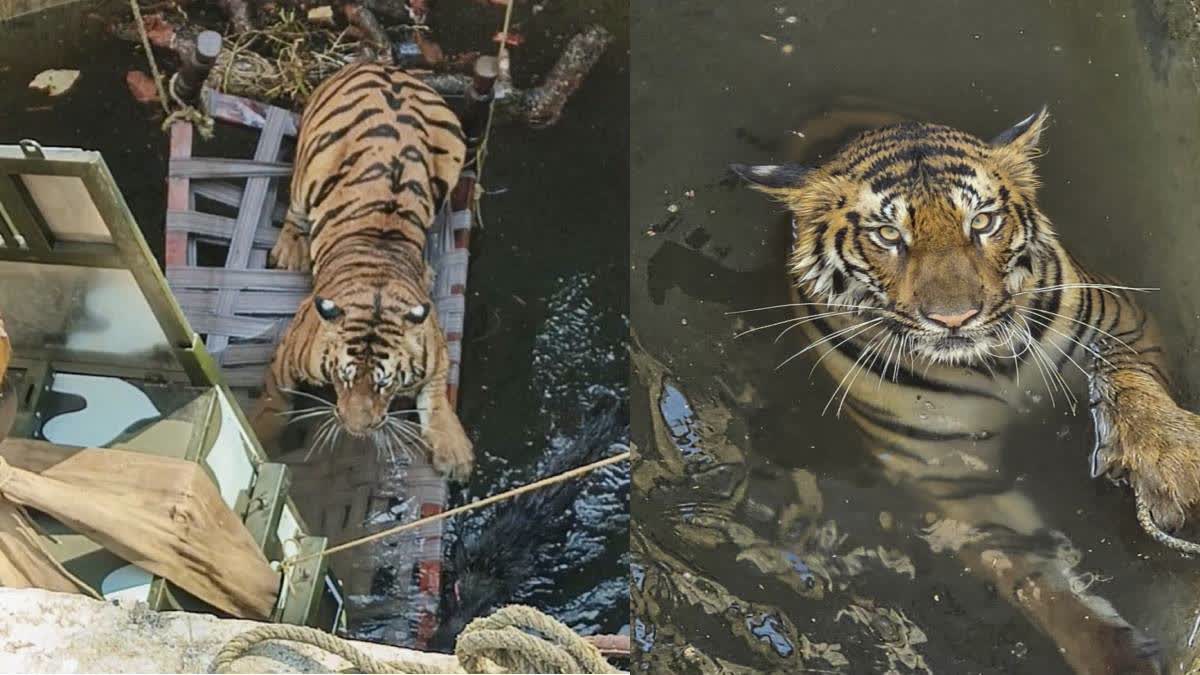 The tigress during the rescue oparation.